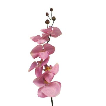 Dekozweig Phalaenopsis Orchidee LANUA, rosa, 75cm