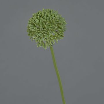 Künstliche Blume Allium BAILIN, grün, 45cm, Ø6,5cm