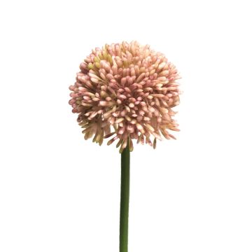 Künstliche Blume Allium BAILIN, rosa-creme, 40cm