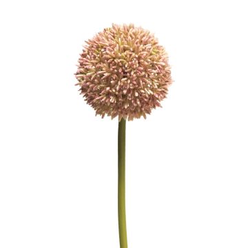 Künstliche Blume Allium BAILIN, rosa-creme, 65cm