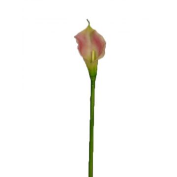 Kunstblume Zantedeschie DOU, rosa-grün, 70cm