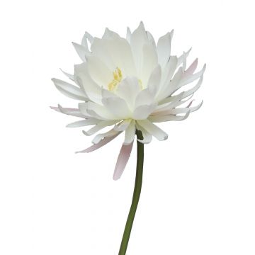 Kunstblume Teichrose MEIYANG, weiß, 70cm