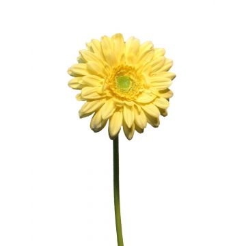 Künstliche Blume Gerbera QIUDONG, gelb, 50cm
