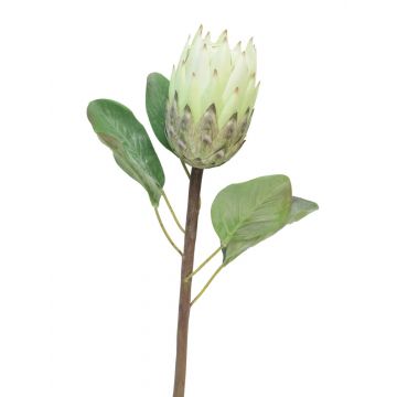 Dekoblume Protea AZHEN, grün-creme, 65cm