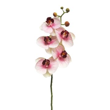 Kunstzweig Phalaenopsis Orchidee SONGYA, pink-creme, 55cm