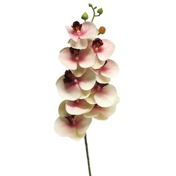 Kunstzweig Phalaenopsis Orchidee SONGYA, pink-creme, 75cm