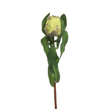 Dekoblume Protea DANMEI, grün, 45cm