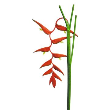 Deko Blume Heliconia Blüte JIANG, rot, 130cm