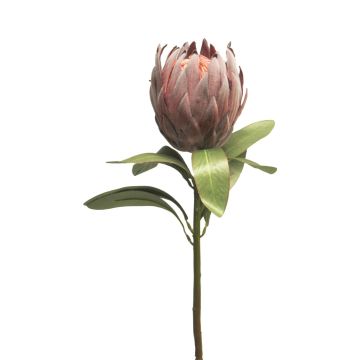 Dekoblume Protea JIAHUI, rot, 70cm