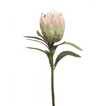 Dekoblume Protea JIAHUI, rosa-grün, 70cm