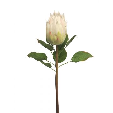 Unechte Protea SHUHUI, weiß, 60cm