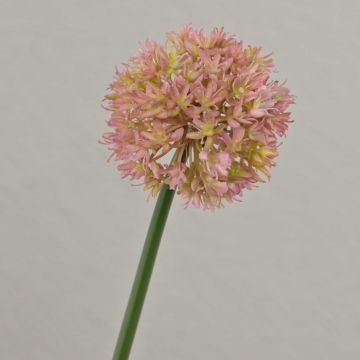 Kunstblume Zierlauch ZHUANG, rosa-creme, 60cm