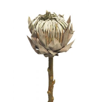 Kunstblume Protea ANLING, braun-weiß, 55cm