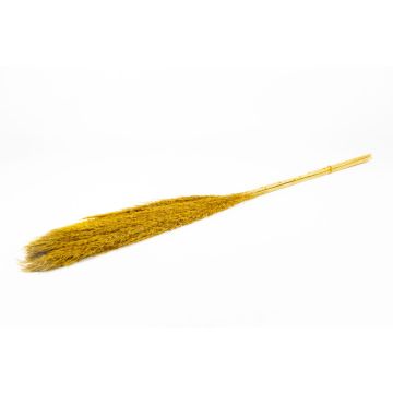 Getrockneter Schilf Bund DONJETA, curry, 115-120cm, Ø15cm