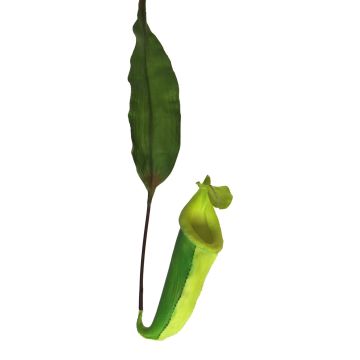 Deko Kannenpflanze JIANUO mit Kanne, grün, 65cm