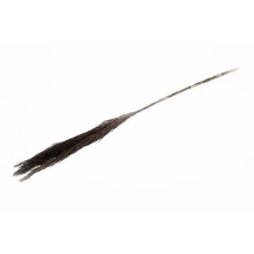 Getrockneter Schilf Bund DONJETA, schwarz, 115-120cm, Ø15cm