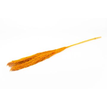 Getrockneter Schilf Bund DONJETA, orange, 115-120cm, Ø15cm