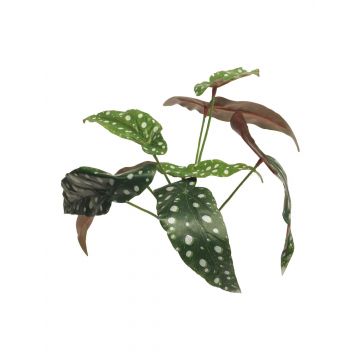 Kunstpflanze Forellenbegonie NILING, Steckstab, grün-weiß, 35cm