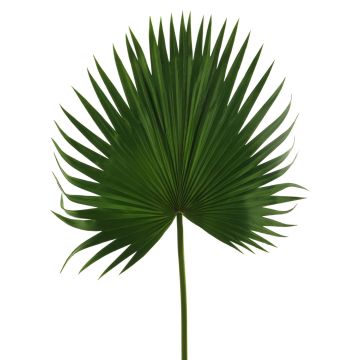Künstlicher Washingtonia Palmwedel FEILING, 100cm