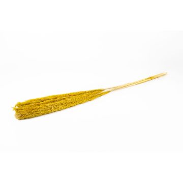Getrockneter Schilf Bund DONJETA, gelb, 115-120cm, Ø15cm