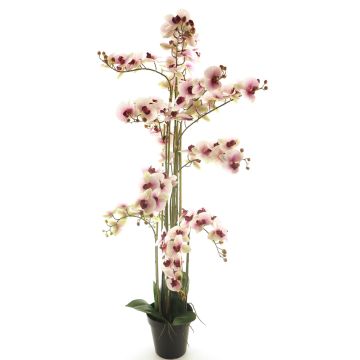 Kunstblume Phalaenopsis Orchidee CHENXU, rosa-creme, 140cm