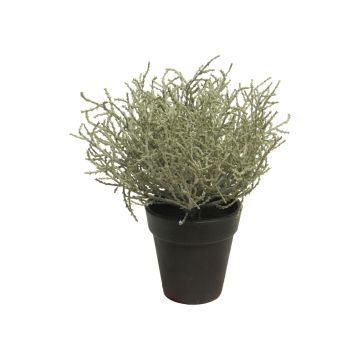 Künstliche Pflanze Heiligenkraut MALILU, Dekotopf, grau-grün, 20cm
