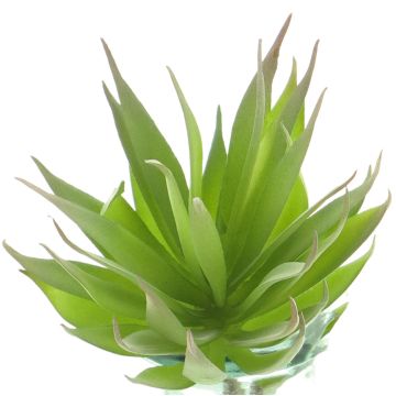 Deko Sukkulente Agave decipiens DEYUNA auf Steckstab, grün, 18cm Deko Sukkulente Agave decipiens DEYUNA auf Steckstab, grün, 18cm