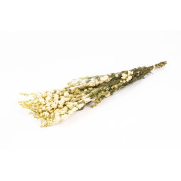 Getrockneter Strauß Rittersporn AITHANA, creme, 70cm, Ø18cm