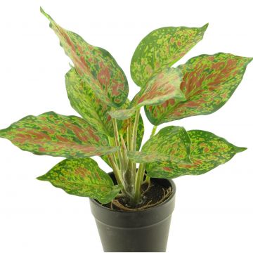 Deko Pflanze Caladium SHUTONG im Dekotopf, grün-rot, 25cm