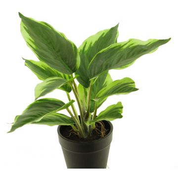 Deko Pflanze Cordyline ZHIYIN im Dekotopf, grün-weiß, 25cm