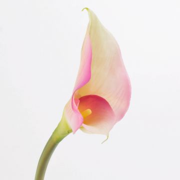 Künstliche Calla MARIOLA, rosa-weiß, 80cm, 8x15cm