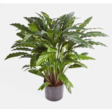 Kunstpflanze Calathea Rufibarba BAHATI, buschig, grün, 85cm