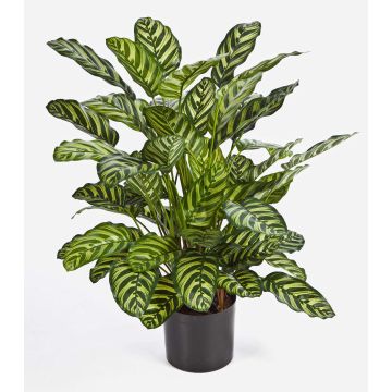 Künstliche Calathea Makoyana BADU, grün-gelb, 80cm