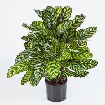 Künstliche Calathea Makoyana BADU, buschig, grün-gelb, 80cm