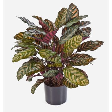 Künstliche Calathea Makoyana BIJAN, buschig, grün-rot, 80cm