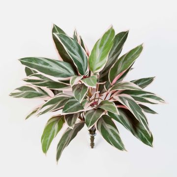 Kunstpflanze Cordyline Fruticosa THAIS auf Steckstab, grün-rosa, 50cm