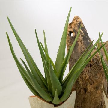 Künstliche Aloe Vera AMIRA auf Steckstab, grün, 70cm, Ø50cm