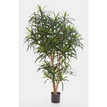 Kunstpflanze Drachenbaum Dracaena Reflexa Anita KATARA, Echtstämme, grün, 120cm