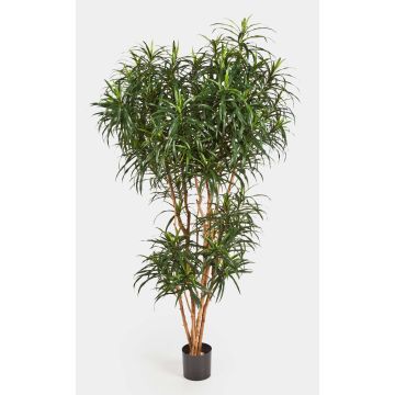 Kunstpflanze Drachenbaum Dracaena Reflexa Anita KATARA, Echtstämme, grün, 150cm
