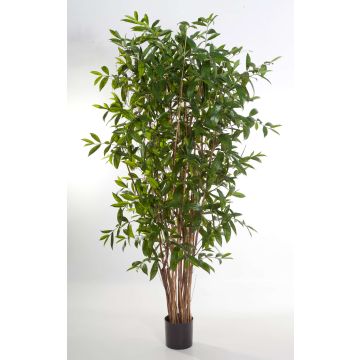 Künstlicher Drachenbaum SIMBA , Naturstämme, grün, 240cm