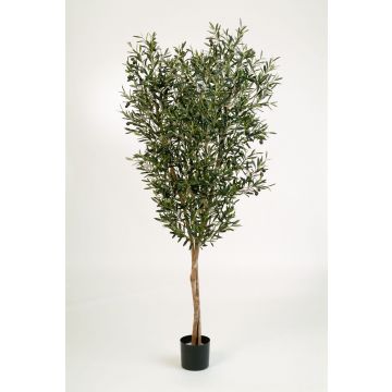 Kunst Olivenbaum PHILIPOS, Echtstämme, mit Früchten, 150cm