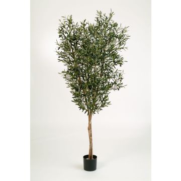 Kunst Olivenbaum PHILIPOS, Echtstämme, mit Früchten, 180cm