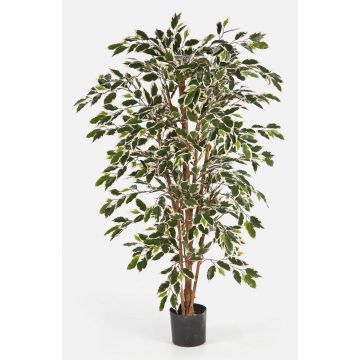 Ficus Benjamini künstlich AVELLINO, Echtstämme, grün-weiß, 150cm