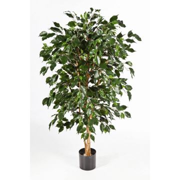 Künstlicher Ficus Benjamini DECIO, Naturstämme, grün, 150cm