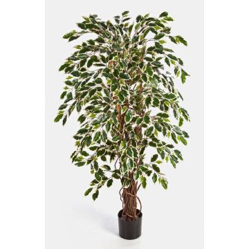 Künstlicher Ficus Benjamini JARLAN, Echtstämme, grün-weiß, 150cm