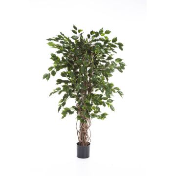 Künstlicher Ficus Benjamini AMELIO, Naturstämme, grün, 150cm
