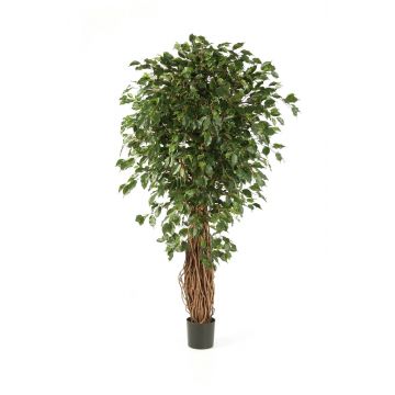 Künstlicher Ficus Benjamini LUCIUS, Echtstämme, grün, 240cm