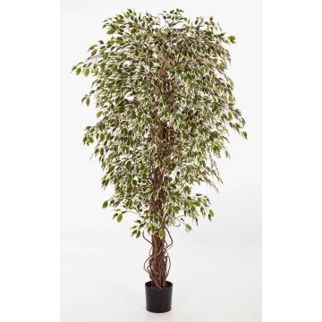 Kunstpflanze Ficus Benjamini DAKU, Naturstämme, grün-weiß, 150cm