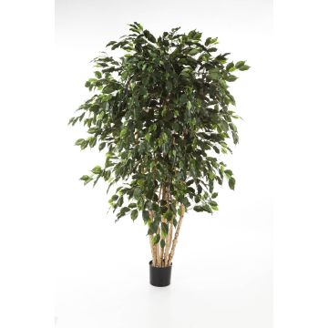 Künstlicher Ficus Benjamini DAREL, Echtstämme, grün, 180cm