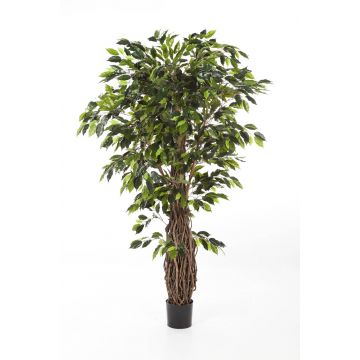 Künstlicher Ficus Benjamini PHIPSO, Echtstämme, grün, 150cm